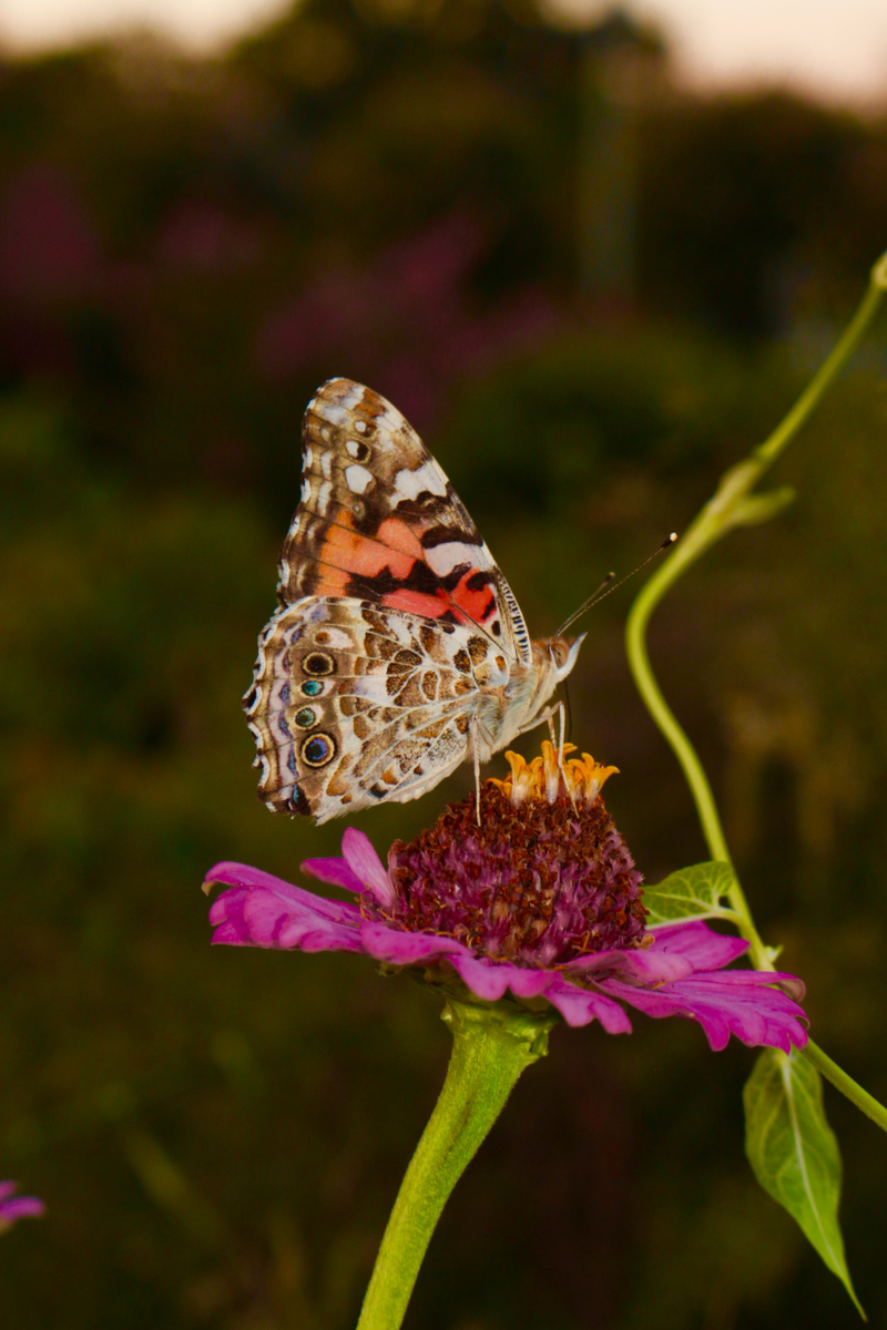A cooperative flutterbye!